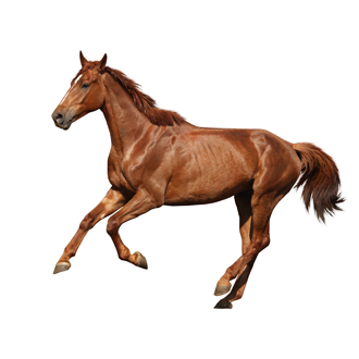 Běžící kůň